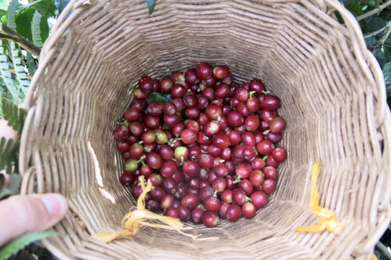 Koffies De Draak x Donuteconomie: Een update